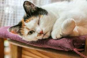 Even cat pics are free on Pixabay